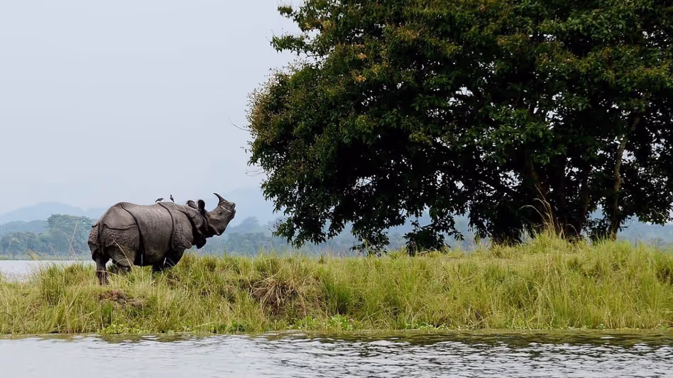 Assam : केयर्न ऑयल एंड गैस ने राष्ट्रीय लुप्तप्राय प्रजाति दिवस पर काजीरंगा में संरक्षण प्रयासों की पुष्टि की Assam : केयर्न ऑयल एंड गैस ने राष्ट्रीय लुप्तप्राय प्रजाति दिवस पर काजीरंगा में संरक्षण प्रयासों की पुष्टि की