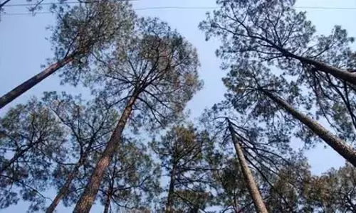 वन रेंजरों को ड्यूटी के दौरान सुरक्षित रहना चाहिए: वन मंत्री ने सलाह दी