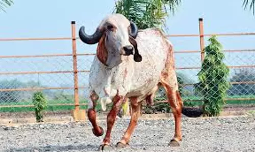 Jaipur: गिर गाय की नस्ल सुधार में पशुपालन विभाग के अभिनव प्रयास