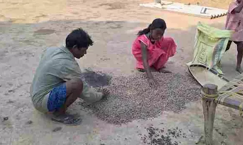 चिरौंजी फल से किसान हुआ मालामाल, बिक रहा 300 रुपये प्रति किलो चिरौंजी फल से किसान हुआ मालामाल, बिक रहा 300 रुपये प्रति किलो