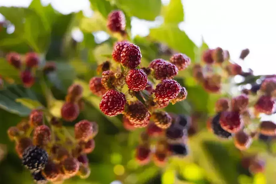 शहतूत की शक्ति प्रकृति का Superfood जिसे आपको नज़रअंदाज़ नहीं करना चाहिए शहतूत की शक्ति प्रकृति का Superfood जिसे आपको नज़रअंदाज़ नहीं करना चाहिए