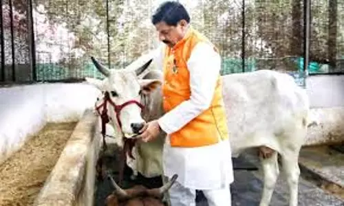 Bhopal: मोहन यादव सरकार गौपालन को बढ़ावा देकर गाय का दूध भी खरीदेगी