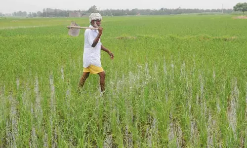 Punjab में धान की सीधी बुआई शुरू Punjab में धान की सीधी बुआई शुरू