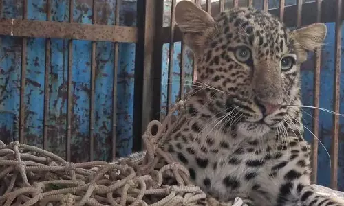 Nangal में आवारा कुत्तों से बचने के लिए तेंदुआ पेड़ पर छिप गया, फंस गया Nangal में आवारा कुत्तों से बचने के लिए तेंदुआ पेड़ पर छिप गया, फंस गया