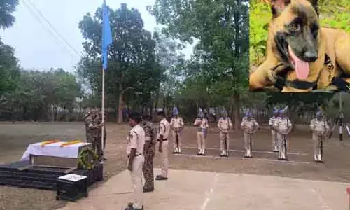 स्निफर डॉग K-9 रोले की मौत, IED बम तलाशते समय मधुमक्खियों ने काटा