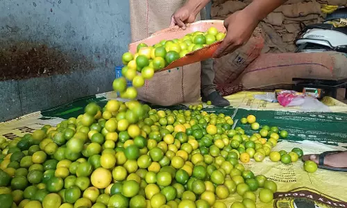 बारिश शुरू: नींबू की कीमतों में गिरावट