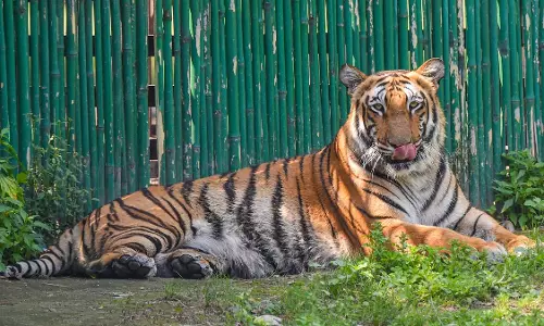 Kerala : मलप्पुरम के आदमखोर बाघ की तलाश जारी