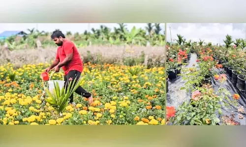 Kerala : जुबेश ने मरयूर में डेढ़ एकड़ में फूलों की खेती पूरी की