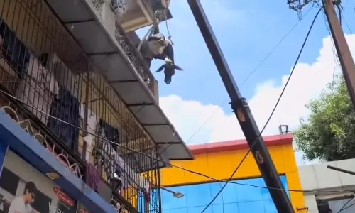 गाय का VIDEO सामने आया, इमारत की तीसरी मंजिल पर पहुंची, इलाके में खलबली