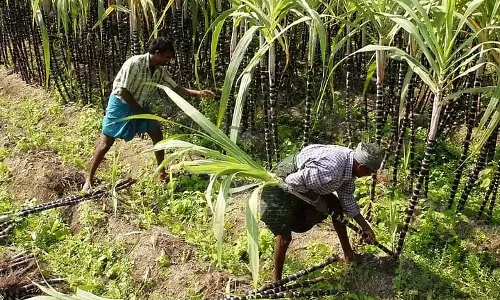 Goa के गन्ना किसानों को केवल केंद्रीय निर्धारित दर ही मिलेगी