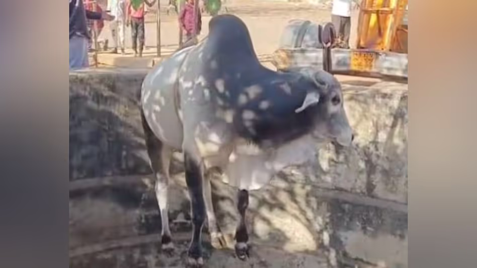 Tripura के एक गांव में एक व्यक्ति के घर पर पवित्र बैल बंधा मिलने के बाद तनाव