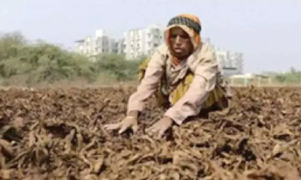 Andhra: तम्बाकू किसान उचित मूल्य चाहते हैं