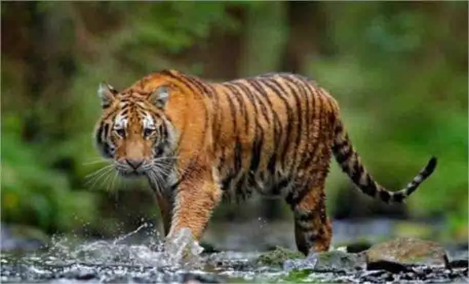 MP News: झाड़ियों में छिपे बाघ ने युवक पर किया हमला, मौत MP News: झाड़ियों में छिपे बाघ ने युवक पर किया हमला, मौत