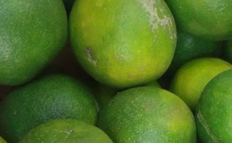 मोसंबी की कीमत में गिरावट से Nalgonda के किसानों पर भारी असर पड़ा मोसंबी की कीमत में गिरावट से Nalgonda के किसानों पर भारी असर पड़ा