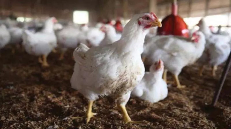 Poultry Birds: AP AI-आधारित प्रौद्योगिकी पर फील्ड परीक्षण आयोजित करेगा Poultry Birds: AP AI-आधारित प्रौद्योगिकी पर फील्ड परीक्षण आयोजित करेगा