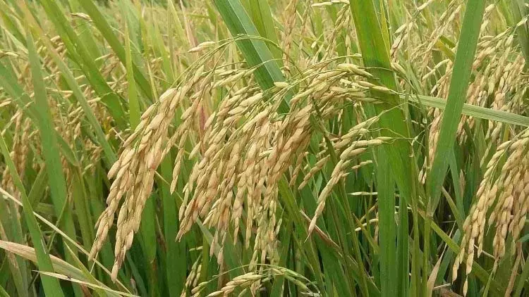 छत्तीसगढ़ में खरीफ 2025 की तैयारी विकसित कृषि संकल्प अभियान 29 मई से 12 जून तक छत्तीसगढ़ में खरीफ 2025 की तैयारी विकसित कृषि संकल्प अभियान 29 मई से 12 जून तक