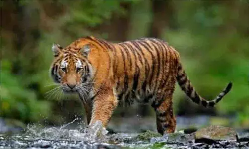 MP News: झाड़ियों में छिपे बाघ ने युवक पर किया हमला,  मौत