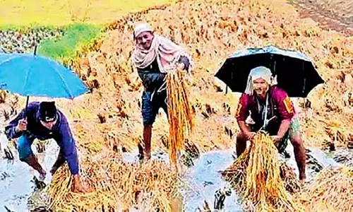 Odisha : असमय बारिश के कारण भारी नुकसान झेल रहे किसानों
