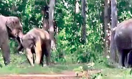 Odisha ; कालाहांडी जिले से 17 हाथी नियमगिरी वन क्षेत्र में घुस आए