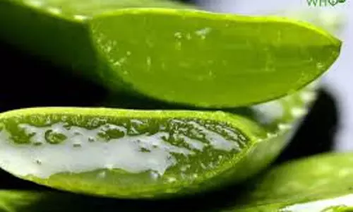 Aloe vera Benefits: गर्मियों में ओरल हेल्थ समेत इन समस्याओं में कारगर है एलोवेरा का सेवन, ये हैं इसके फायदे Aloe vera Benefits: गर्मियों में ओरल हेल्थ समेत इन समस्याओं में कारगर है एलोवेरा का सेवन, ये हैं इसके फायदे
