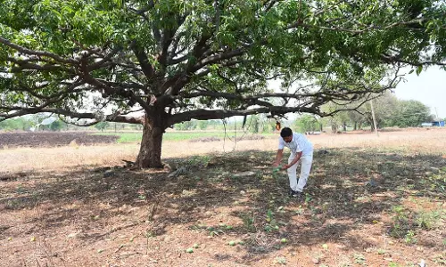 बेमौसम बारिश से परेशानी: बीदर में 14 करोड़ से अधिक की फसल बर्बाद