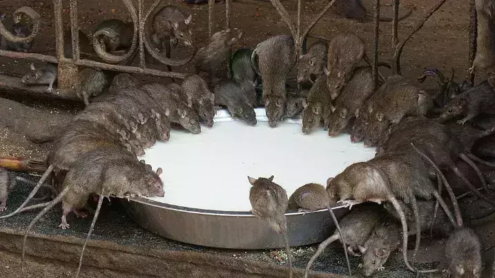 Karni Mata Temple: चूहों को दूध पिलाने से होती है हर इच्छा पूरी, भक्तों ने सुनाए अनुभव