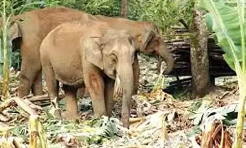 वन्यजीव हमला; सरकार के खिलाफ कैथोलिक कांग्रेस वन्यजीव हमला; सरकार के खिलाफ कैथोलिक कांग्रेस