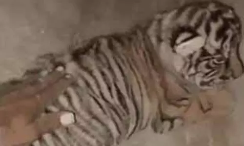 रणथंभौर राष्ट्रीय उद्यान में एक व्यक्ति द्वारा बाघ शावकों को छूने पर FIR दर्ज रणथंभौर राष्ट्रीय उद्यान में एक व्यक्ति द्वारा बाघ शावकों को छूने पर FIR दर्ज