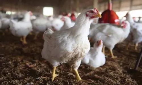 Poultry Birds: AP AI-आधारित प्रौद्योगिकी पर फील्ड परीक्षण आयोजित करेगा