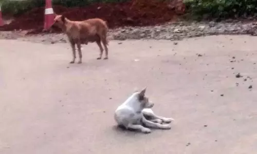 कोई नियंत्रण प्रणाली नहीं है; आवारा कुत्तों की संख्या बढ़ती जा रही कोई नियंत्रण प्रणाली नहीं है; आवारा कुत्तों की संख्या बढ़ती जा रही