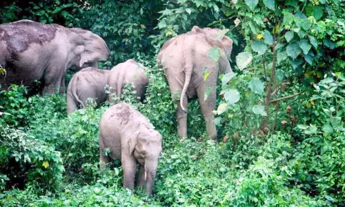 Kerala : जंगली हाथियों को जंगल में खदेड़ने का अभियान आगे बढ़ रहा