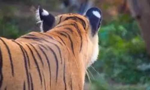 कैमरा ट्रैप से मलप्पुरम में नरभक्षी बाघ की मौजूदगी की पुष्टि, ट्रैकिंग जारी कैमरा ट्रैप से मलप्पुरम में नरभक्षी बाघ की मौजूदगी की पुष्टि, ट्रैकिंग जारी