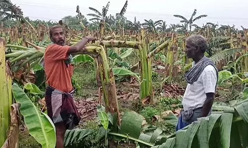 Tamil Nadu : पापनासम में तूफानी हवाओं के साथ भारी बारिश Tamil Nadu : पापनासम में तूफानी हवाओं के साथ भारी बारिश