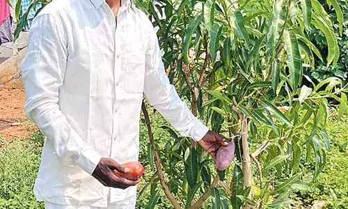 किसान गरुगुबिल्ली लक्ष्मीपतिनैडू ने अपने बगीचे में जापान के मियाज़ाकी आमों का उत्पादन किया किसान गरुगुबिल्ली लक्ष्मीपतिनैडू ने अपने बगीचे में जापान के मियाज़ाकी आमों का उत्पादन किया