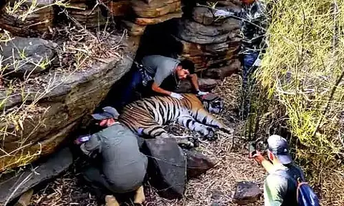 MP : प्रभावी ट्रैकिंग के लिए नर MT-5 बाघ को माधव टाइगर रिजर्व में नया सैटेलाइट कॉलर दिया गया