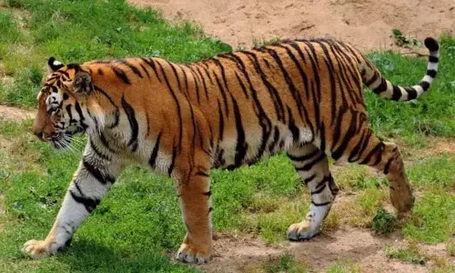 Asifabad में बाघ के शिकार के आरोप में 12 संदिग्ध हिरासत में लिए गए Asifabad में बाघ के शिकार के आरोप में 12 संदिग्ध हिरासत में लिए गए