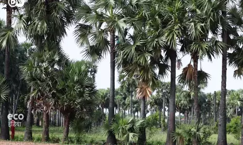 वन - पर्यावरण विभाग ने राज्य में ताड़ के पेड़ लगाने की एक बड़ी पहल की घोषणा वन - पर्यावरण विभाग ने राज्य में ताड़ के पेड़ लगाने की एक बड़ी पहल की घोषणा