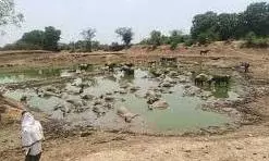Rajasthan: तालाब में अचानक मर गईं 70 भैंसें, मुआवजे की मांग पर अड़े ग्रामीण Rajasthan: तालाब में अचानक मर गईं 70 भैंसें, मुआवजे की मांग पर अड़े ग्रामीण