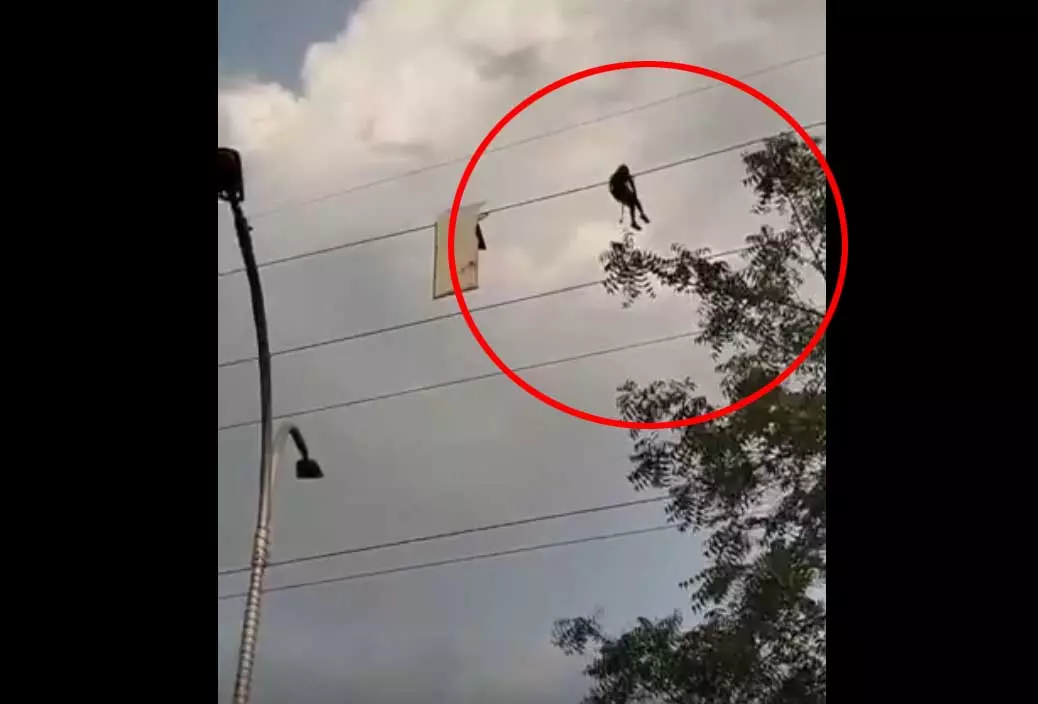 ये क्या! जब हाईटेंशन लाइन पर साइन बोर्ड का टुकड़ा फंसा, देखते ही चौंक गए लोग ये क्या! जब हाईटेंशन लाइन पर साइन बोर्ड का टुकड़ा फंसा, देखते ही चौंक गए लोग