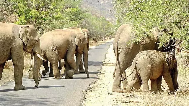 दक्षिणी राज्यों में हाथी गणना: कर्नाटक वन विभाग सबसे आगे दक्षिणी राज्यों में हाथी गणना: कर्नाटक वन विभाग सबसे आगे
