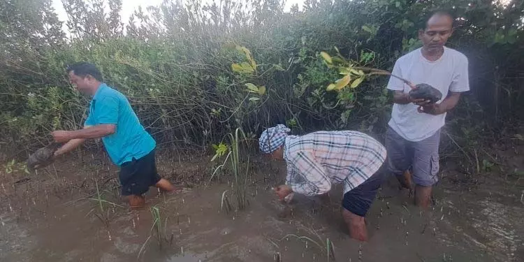 केंद्रपारा जिले के शिक्षकों ने गुप्तागिरी तट पर 500 मैंग्रोव पौधे रोपे केंद्रपारा जिले के शिक्षकों ने गुप्तागिरी तट पर 500 मैंग्रोव पौधे रोपे