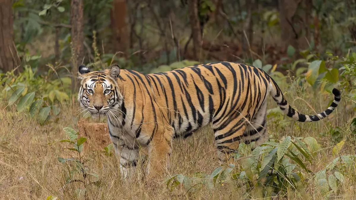 Maharashtra : ताड़ोबा-अंधारी टाइगर रिजर्व के पास बाघों के हमले में दो लोगों की मौत Maharashtra : ताड़ोबा-अंधारी टाइगर रिजर्व के पास बाघों के हमले में दो लोगों की मौत