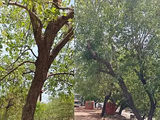 Bhopal के निवासी 8 हजार पेड़ों की कटाई के विरोध में पेड़ों को गले लगाएंगे, रक्षा सूत्र बांधेंगे Bhopal के निवासी 8 हजार पेड़ों की कटाई के विरोध में पेड़ों को गले लगाएंगे, रक्षा सूत्र बांधेंगे