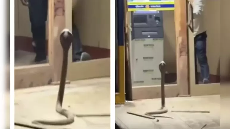 ATM के बाहर नागिन ने जमाया डेरा, देखें वीडियो ATM के बाहर नागिन ने जमाया डेरा, देखें वीडियो