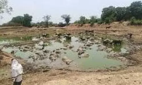 Rajasthan: तालाब में अचानक मर गईं 70 भैंसें, मुआवजे की मांग पर अड़े ग्रामीण