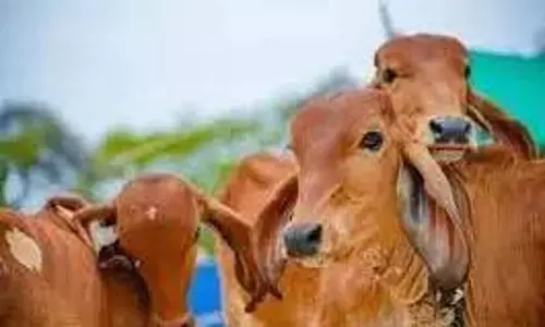 Telangana: बकरीद से पहले निजामाबाद में प्रतिबंध सख्त