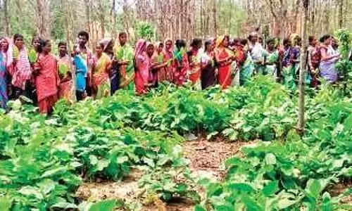 केंदू पत्ता उत्पादक क्षेत्रों का सीमांकन करें, ओडिशा के कालाहांडी के MP-MLA ने की मांग