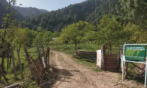 Anantnag कोकेरनाग में हेज़लनट्स की खेती ने पकड़ी जड़