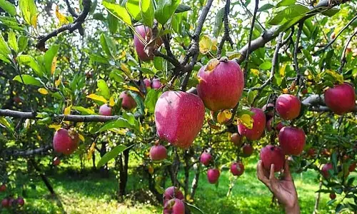 हिमाचल प्रदेश के उत्पादकों के लिए तुर्की से सेब का आयात बंद किया जाए