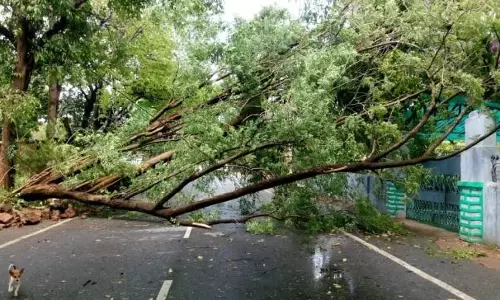 Sahibabad: तेज आंधी-बारिश से पेड़ों की टूटी टहनियां और शाखाएं